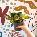 Iresine herbstii 'Rich Goldstar' - Bloodleaf - Sprouts of Bristol