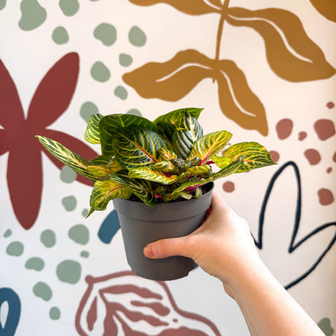 Iresine herbstii 'Rich Goldstar' - Bloodleaf - Sprouts of Bristol