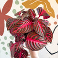 Iresine herbstii 'Rich Redstar' - Bloodleaf - Sprouts of Bristol