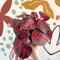Iresine herbstii 'Rich Redstar' - Bloodleaf - Sprouts of Bristol