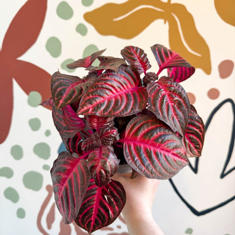 Iresine herbstii 'Rich Redstar' - Bloodleaf - Sprouts of Bristol