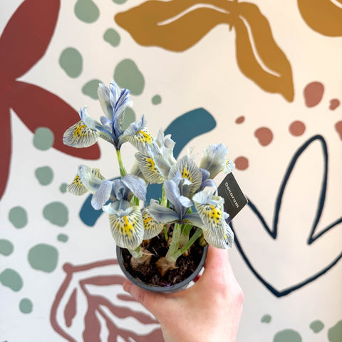 Iris ‘Katharine Hodgkin’ - Potted Blue Dwarf Iris - Sprouts of Bristol