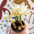 Iris ‘Louise’ - Potted Blue Dwarf Iris - Sprouts of Bristol