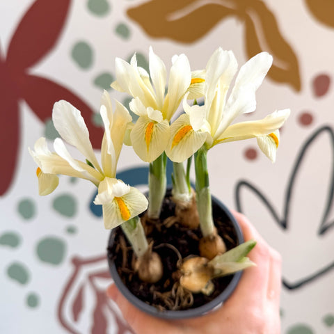 Iris ‘Louise’ - Potted Blue Dwarf Iris - Sprouts of Bristol