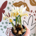 Iris ‘Louise’ - Potted Blue Dwarf Iris - Sprouts of Bristol