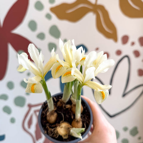 Iris ‘Louise’ - Potted Blue Dwarf Iris - Sprouts of Bristol