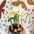 Iris ‘Louise’ - Potted Blue Dwarf Iris - Sprouts of Bristol