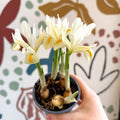 Iris ‘Louise’ - Potted Blue Dwarf Iris - Sprouts of Bristol