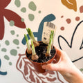 Iris - Potted White Dwarf Iris - Sprouts of Bristol