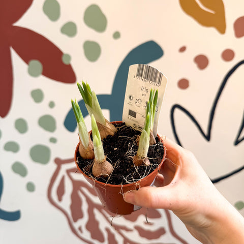 Iris - Potted White Dwarf Iris - Sprouts of Bristol