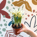 Iris - Potted White Dwarf Iris - Sprouts of Bristol
