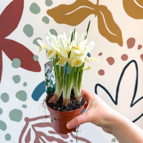 Iris - Potted White Dwarf Iris - Sprouts of Bristol