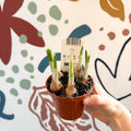 Iris - Potted White Dwarf Iris - Sprouts of Bristol