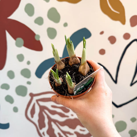 Iris - Potted White Dwarf Iris - Sprouts of Bristol