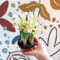 Iris - Potted White Dwarf Iris - Sprouts of Bristol