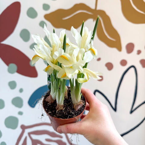 Iris - Potted White Dwarf Iris - Sprouts of Bristol