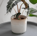 Ivory Hillesley Pot - Sprouts of Bristol