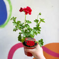 Ivy Leaved Semi-Double Geranium - Pelargonium 'Medio Gabry Red' - British Grown - Sprouts of Bristol
