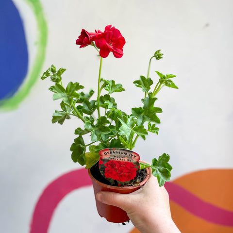 Ivy Leaved Semi-Double Geranium - Pelargonium 'Medio Gabry Red' - British Grown - Sprouts of Bristol