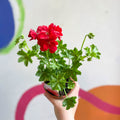 Ivy Leaved Semi-Double Geranium - Pelargonium 'Medio Gabry Red' - British Grown - Sprouts of Bristol