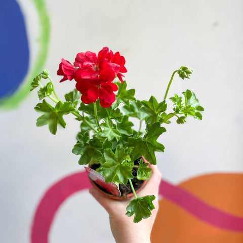 Ivy Leaved Semi-Double Geranium - Pelargonium 'Medio Gabry Red' - British Grown - Sprouts of Bristol