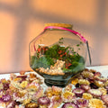 Iza Glass Valentine’s Bioactive Terrarium - Sprouts of Bristol