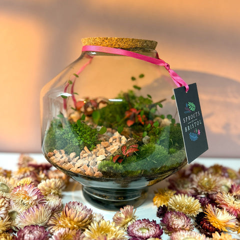 Iza Glass Valentine’s Bioactive Terrarium - Sprouts of Bristol