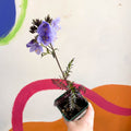 Jacob's Ladder - Polemonium 'Bressingham Purple' - Cotswold Grown Herbaceous Perennial - Sprouts of Bristol