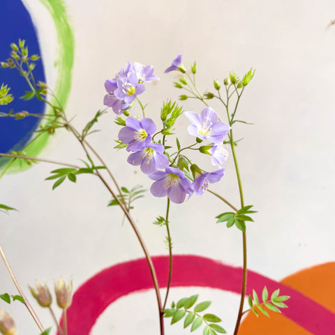Jacob's Ladder - Polemonium 'Lambrook Mauve' - Cotswold Grown Perennial - Sprouts of Bristol