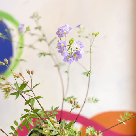 Jacob's Ladder - Polemonium 'Lambrook Mauve' - Cotswold Grown Perennial - Sprouts of Bristol