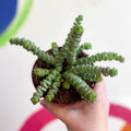 Jade Necklace - Crassula x rupestris f. marnieriana 'Hottentot' - Sprouts of Bristol
