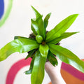 Japanese Bird's Nest Fern - Asplenium antiquum - Sprouts of Bristol