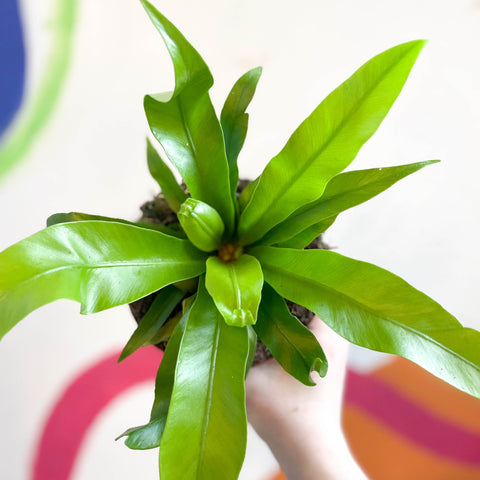 Japanese Bird's Nest Fern - Asplenium antiquum - Sprouts of Bristol