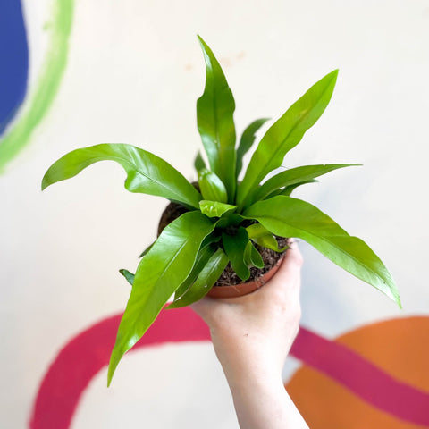 Japanese Bird's Nest Fern - Asplenium antiquum - Sprouts of Bristol