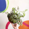 Japanese Painted Fern - Athyrium niponicum var. pictum 'Silver Falls' - Sprouts of Bristol