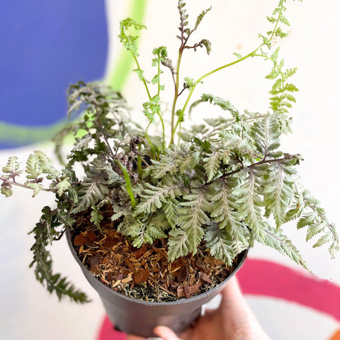 Japanese Painted Fern - Athyrium niponicum var. pictum 'Silver Falls' - Sprouts of Bristol
