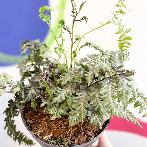 Japanese Painted Fern - Athyrium niponicum var. pictum 'Silver Falls' - Sprouts of Bristol