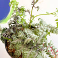 Japanese Painted Fern - Athyrium niponicum var. pictum 'Silver Falls' - Sprouts of Bristol