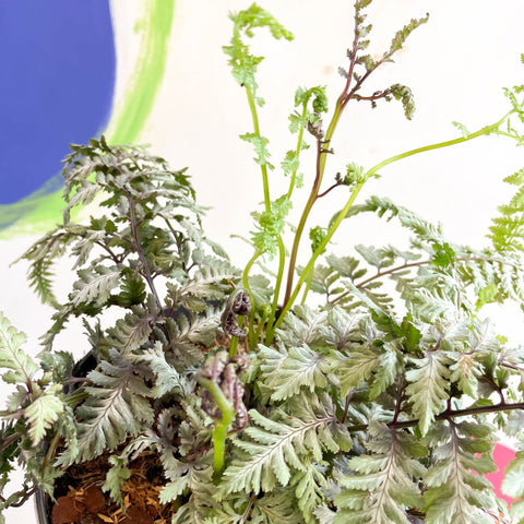 Japanese Painted Fern - Athyrium niponicum var. pictum 'Silver Falls' - Sprouts of Bristol