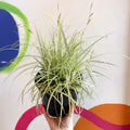 Japanese Sedge - Carex oshimensis 'Evergold' - Cotswold Grown Perennial - Sprouts of Bristol