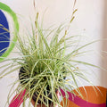 Japanese Sedge - Carex oshimensis 'Evergold' - Cotswold Grown Perennial - Sprouts of Bristol