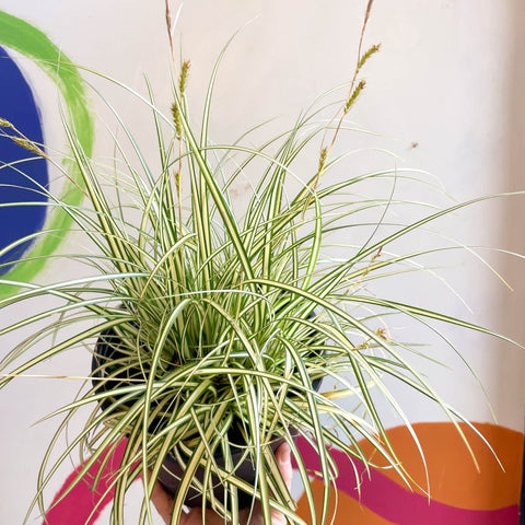 Japanese Sedge - Carex oshimensis 'Evergold' - Cotswold Grown Perennial - Sprouts of Bristol