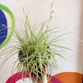 Japanese Sedge - Carex oshimensis 'Evergold' - Cotswold Grown Perennial - Sprouts of Bristol
