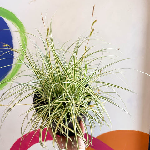 Japanese Sedge - Carex oshimensis 'Evergold' - Cotswold Grown Perennial - Sprouts of Bristol