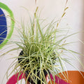 Japanese Sedge - Carex oshimensis 'Evergold' - Cotswold Grown Perennial - Sprouts of Bristol