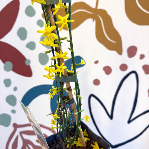 Jasminum nudiflorum - Winter Jasmine - Sprouts of Bristol