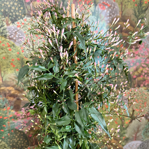 Jasminum polyanthum - Many - Flowered Jasmine - Sprouts of Bristol