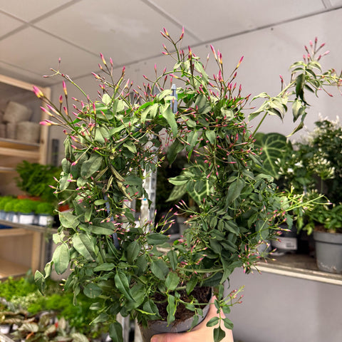 Jasminum polyanthum ‘Passion’ – Dark Pink Bud Jasmine - Sprouts of Bristol