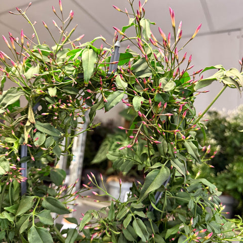 Jasminum polyanthum ‘Passion’ – Dark Pink Bud Jasmine - Sprouts of Bristol