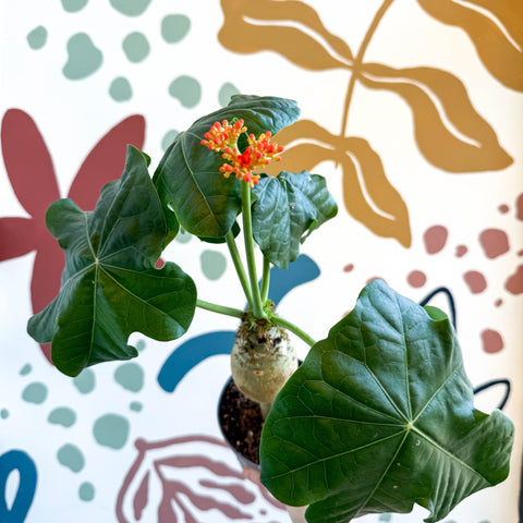 Jatropha podagrica - Buddha Belly Plant - Sprouts of Bristol